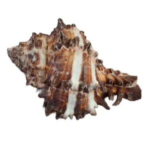 صدف تزیینی آکواریوم مدل مورکس 402