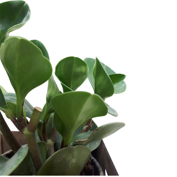 گیاه طبیعی پیرومیا ناردونه کد SA - S02