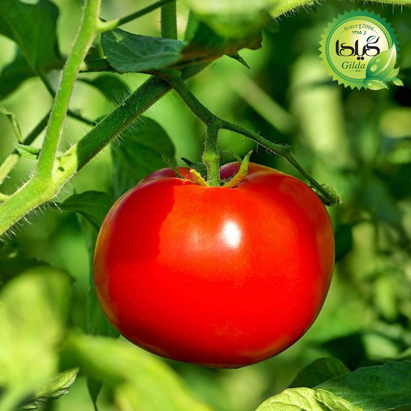 بذر گوجه سوپر استرین بی گیلدا کد 561