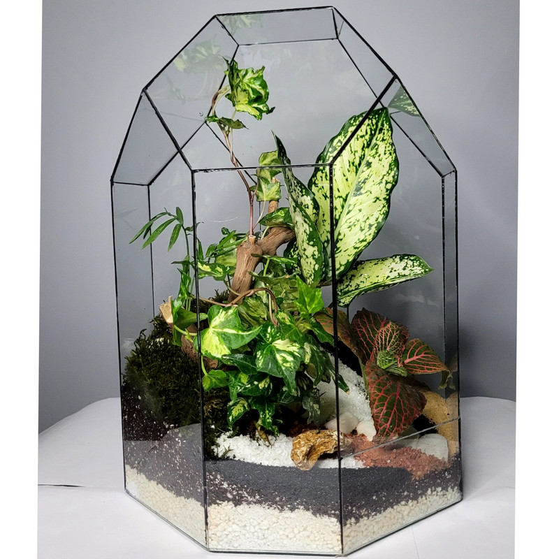 گیاه طبیعی تراریوم مدل مانتیس