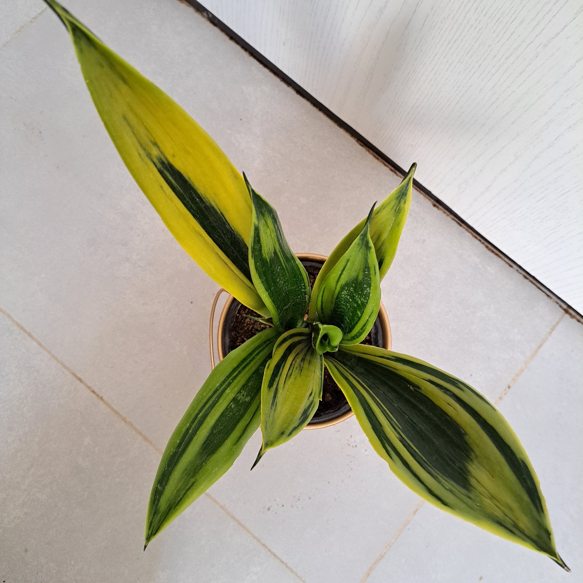 گیاه طبیعی سانسوریا گلد فلیم مدل 402511