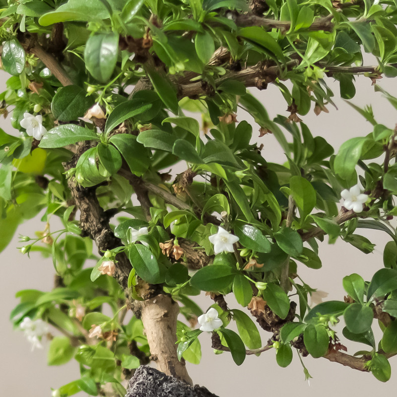 گیاه طبیعی بونسای گلدار کارمونا مدل 6810 گیاه طبیعی بونسای گلدار کارمونا مدل 6810