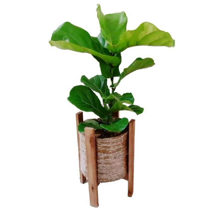 گیاه طبیعی فیکوس آفریقایی مدل P1001 گیاه طبیعی فیکوس آفریقایی مدل P1001