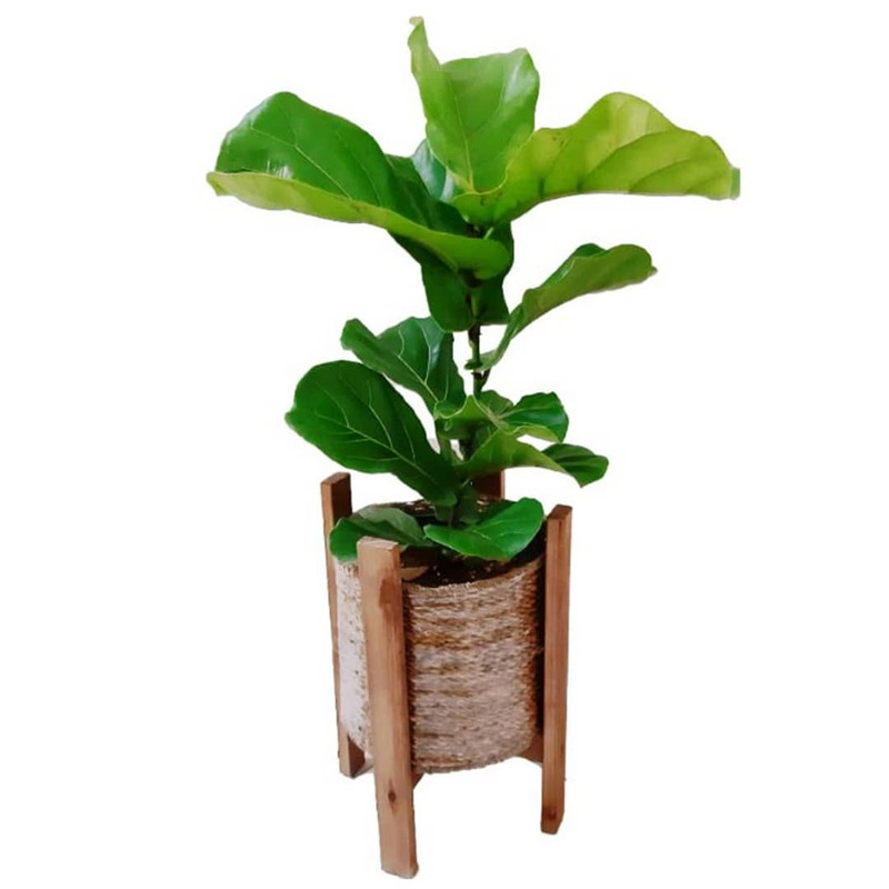 گیاه طبیعی فیکوس آفریقایی مدل P1001 گیاه طبیعی فیکوس آفریقایی مدل P1001