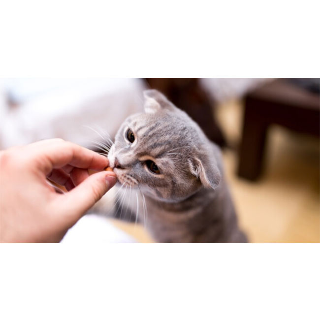 قرص مالت گربه جیم کت مدل Malt Tabs وزن 40 گرم