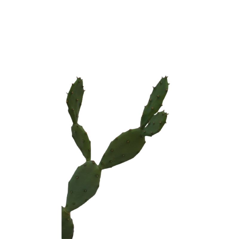 گیاه کاکتوس آپونتیا مدل SH2087