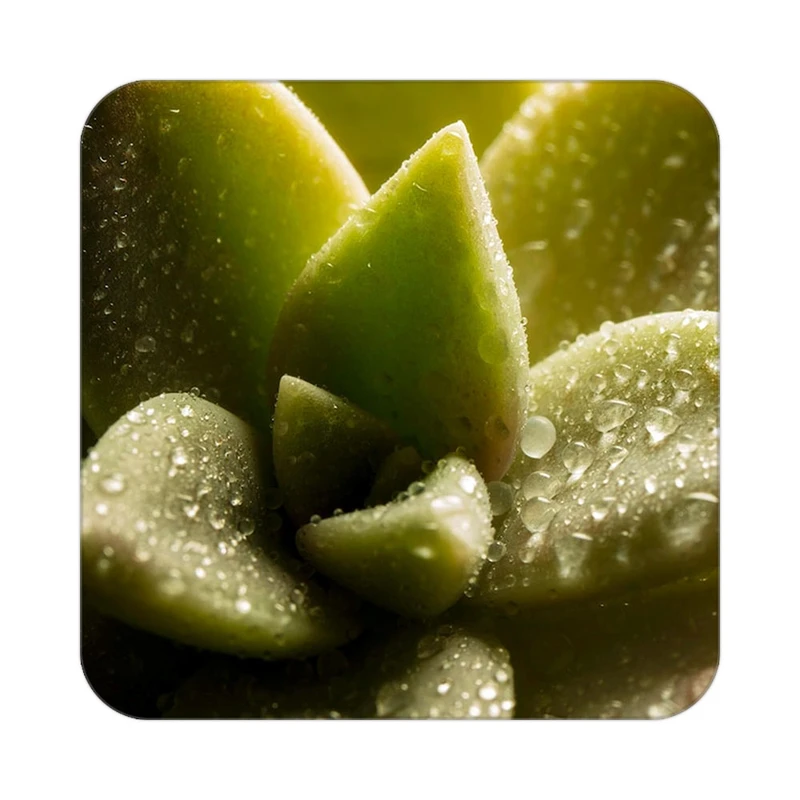 زیر لیوانی کاکتی طرح گل مدل mp16783