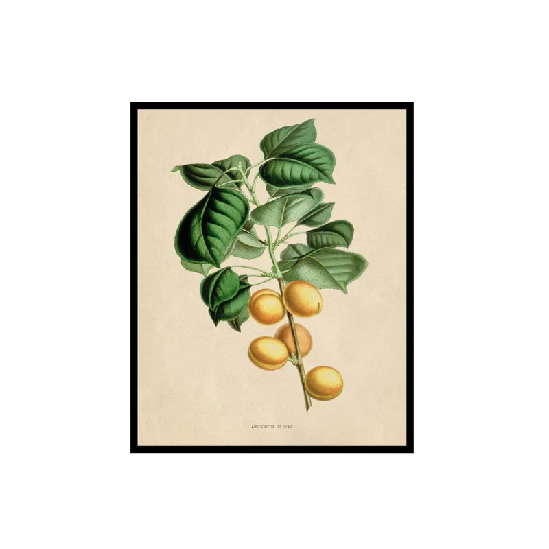 پوستر مدل میوه زردآلو