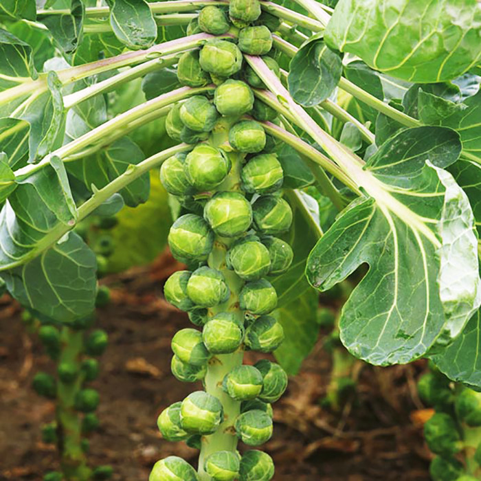 بذر کلم بروکسل وانیا سید مدل I20 بذر کلم بروکسل وانیا سید مدل I20