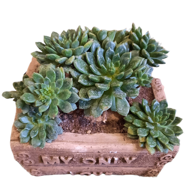 گیاه طبیعی اچوریا سبز مینیاتوری مدل کتاب