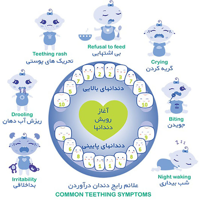 دندان گیر کودک وی کر مدل 402