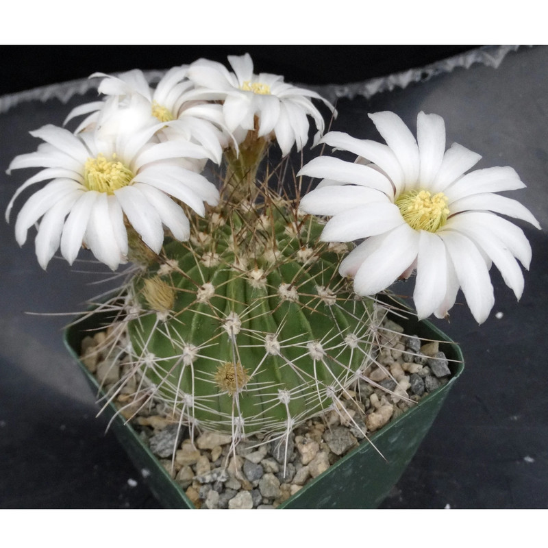 بذر کاکتوس آکانتوکالیسیوم جی پی سید مدل GP28655 بذر کاکتوس آکانتوکالیسیوم جی پی سید مدل GP28655