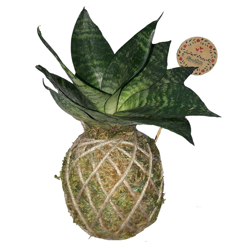 گیاه طبیعی سانسوریا مینیاتور سبز مدل کوکداما کد P.A.033