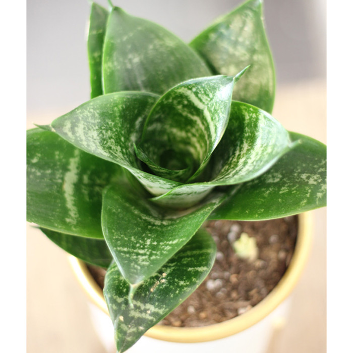 گیاه طبیعی سانسوریا گل گیفت کد GP018