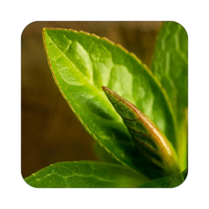 زیر لیوانی کاکتی طرح گل مدل mp16740