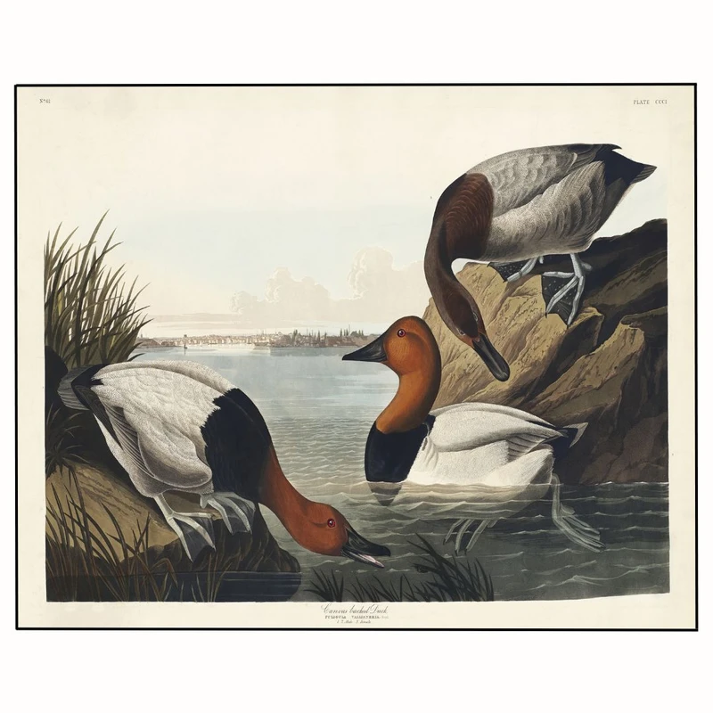 پوستر مدل چاپ اردک