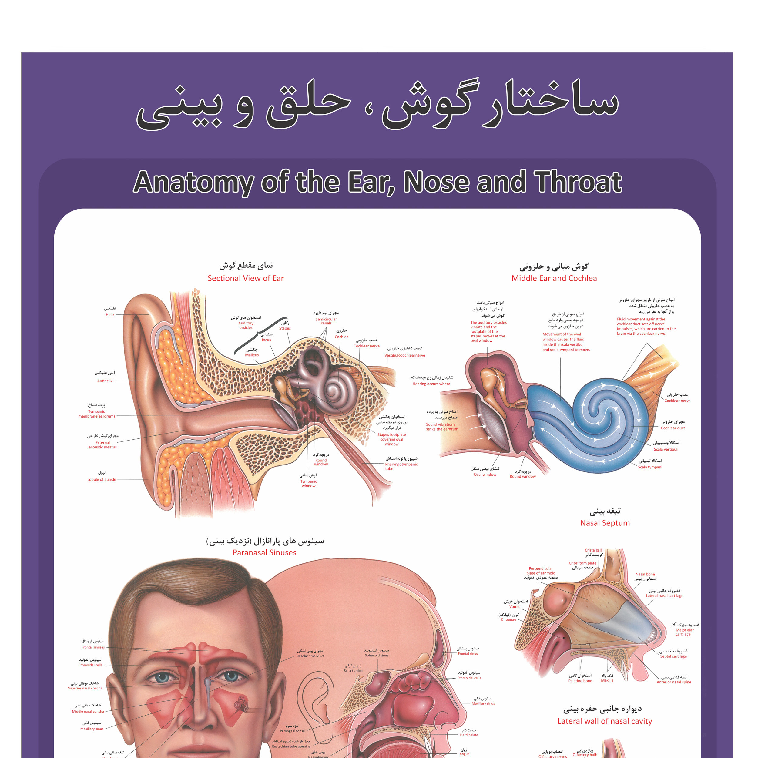 پوستر آموزشی طرح آناتومی گوش،حلق و بینی انسان