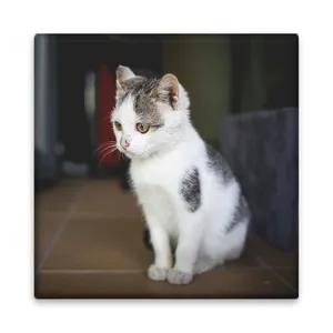 کاشی مدل R1091 طرح گربه