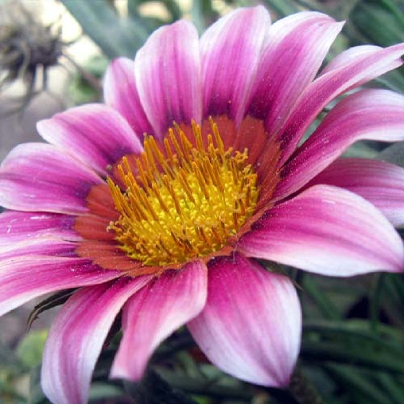 بذر گل گازانیا پا کوتاه یاسی جی پی سید مدل GP28440 بذر گل گازانیا پا کوتاه یاسی جی پی سید مدل GP28440