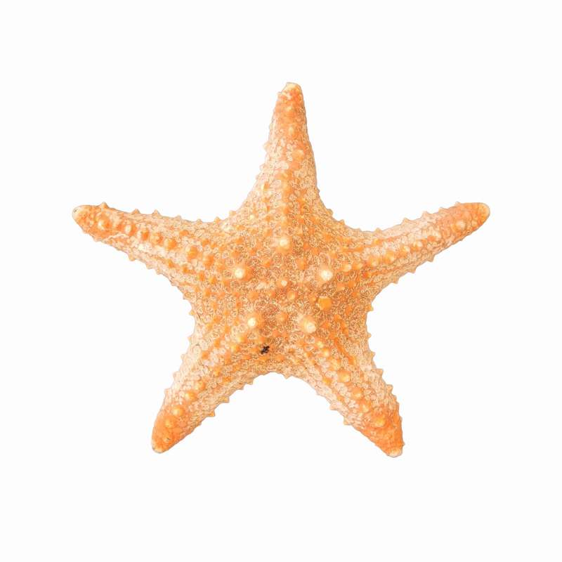 ستاره دریایی تزیینی مدل n16
