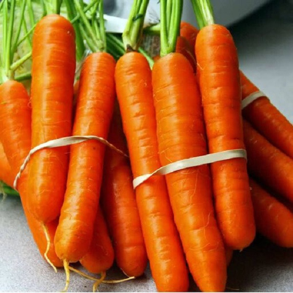 بذر هویج فرنگی جی پی سید مدل GP3172 بذر هویج فرنگی جی پی سید مدل GP3172