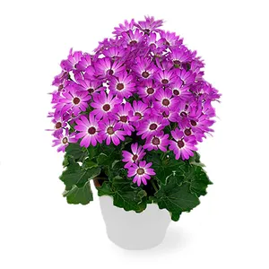 گیاه طبیعی سینره یاسی کد 22