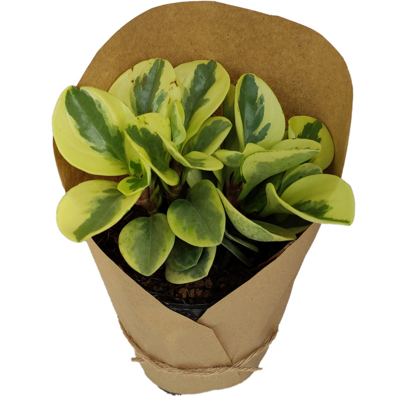 گیاه طبیعی قاشقی کد yt7