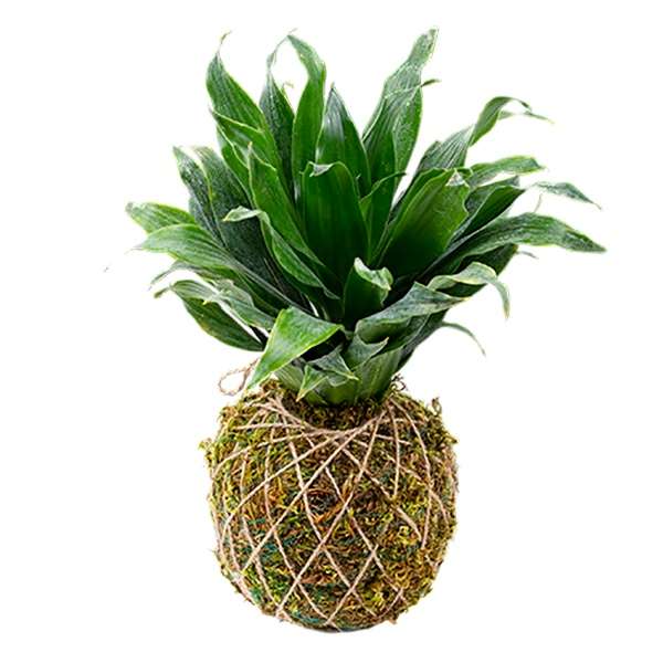 کوکداما دراسنا کامپکت مدل SB04 کوکداما دراسنا کامپکت مدل SB04