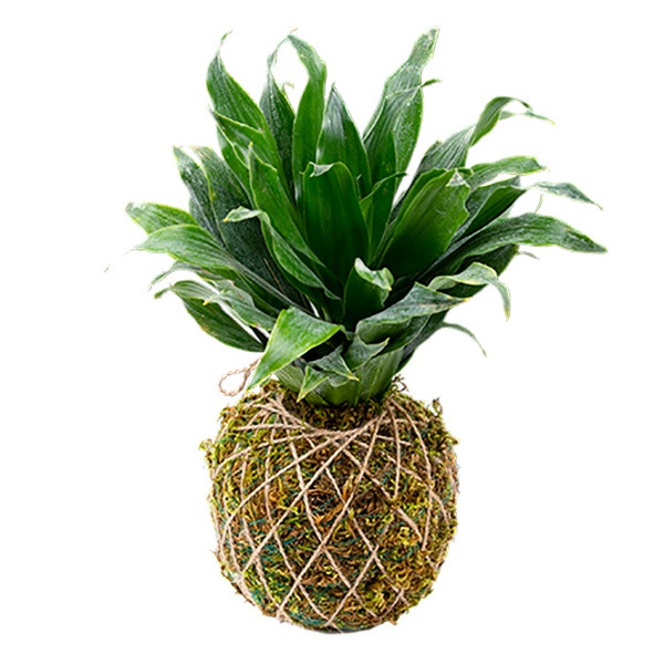 کوکداما دراسنا کامپکت مدل SB04 کوکداما دراسنا کامپکت مدل SB04