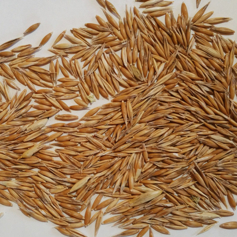 بذر چمن سانیا سید مدل ss7 بذر چمن سانیا سید مدل ss7