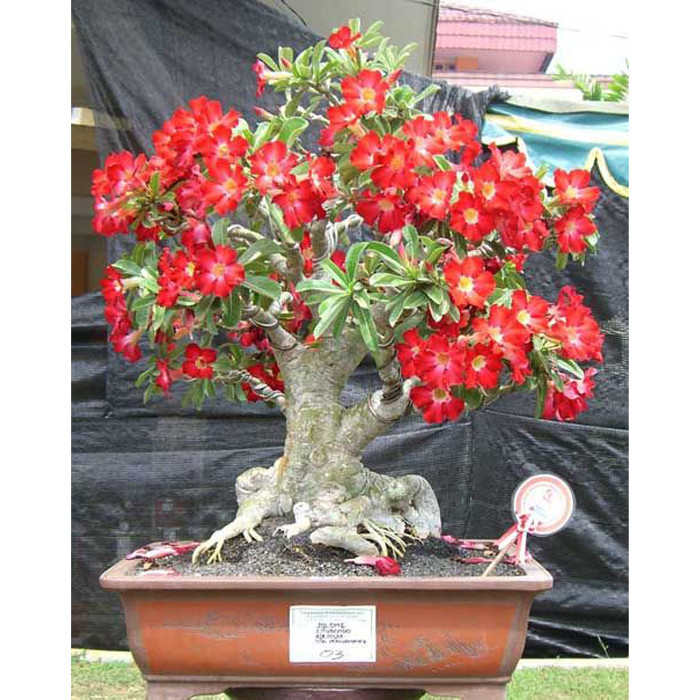 بذر بنسای آدنیوم آبسوم سانیا سید مدل SS41 بذر بنسای آدنیوم آبسوم سانیا سید مدل SS41