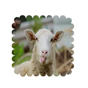  رومیزی  طرح گوسفند کد 6198B