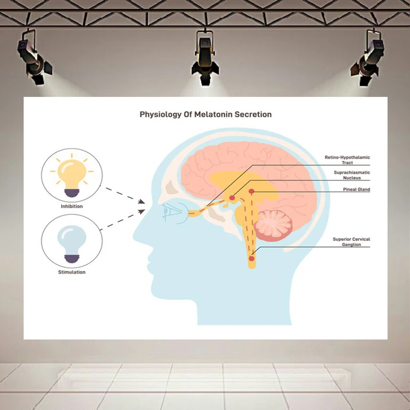 پوستر طرح مخمل زیست مدل ملاتونین کد AR303748