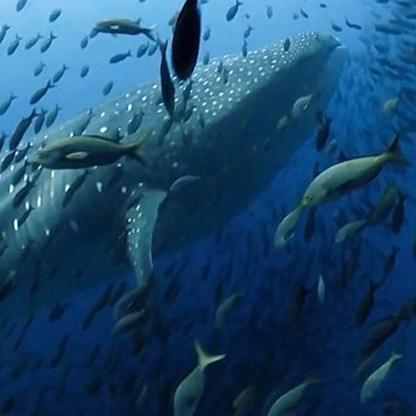 عکس شماره 6 : مستند سیاره آبی دو blue planet ii اثر دیوید اتنبرو نشر لیمو استور