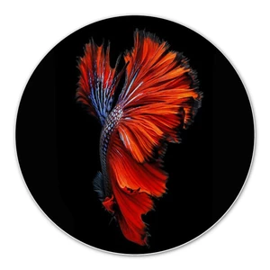 استیکر آکام مدل AS0001915