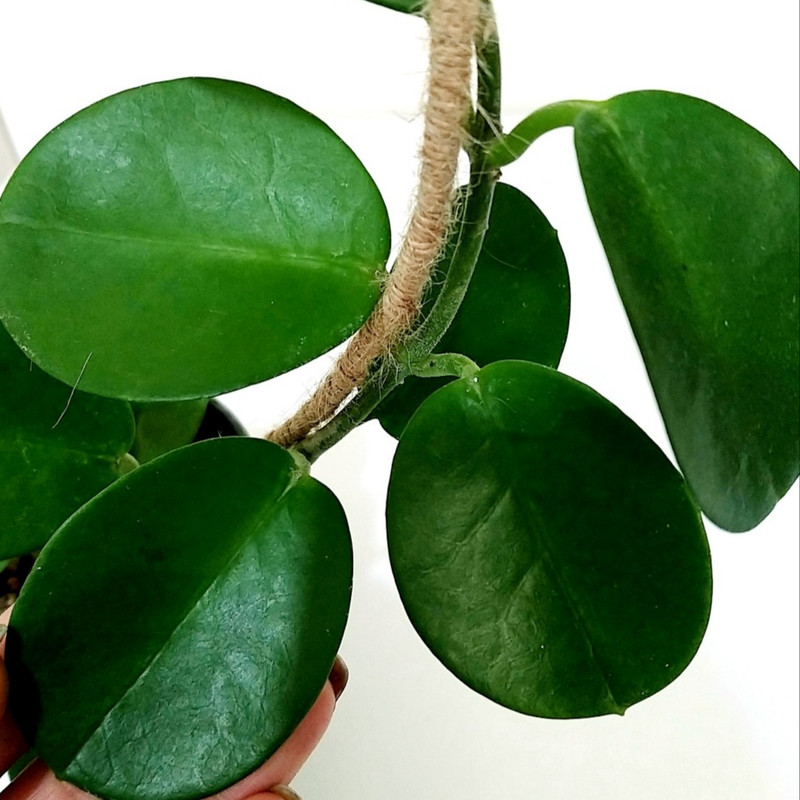 گیاه طبیعی هویا مدل آسترالیس