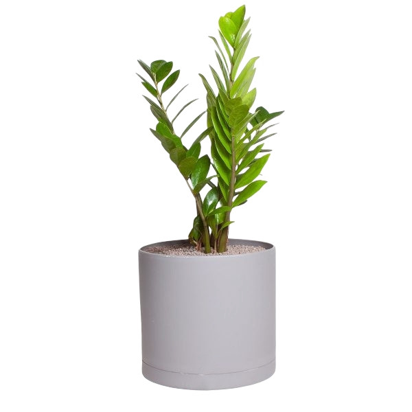 گیاه طبیعی زاموفیلیا سبز کد PG گیاه طبیعی زاموفیلیا سبز کد PG