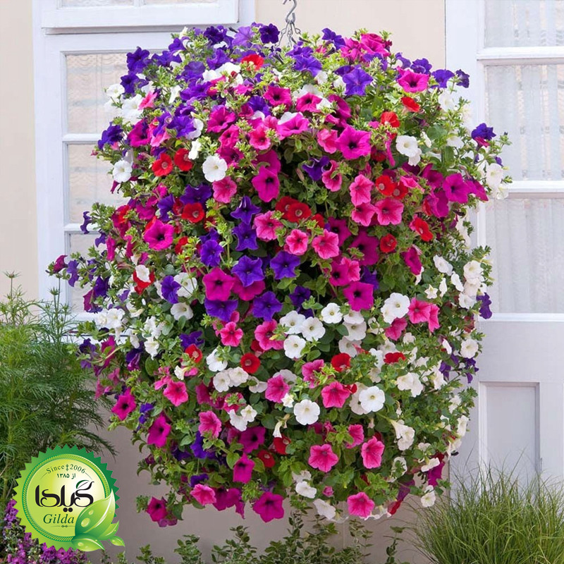 بذر اطلسی معطر گیلدا کد 858