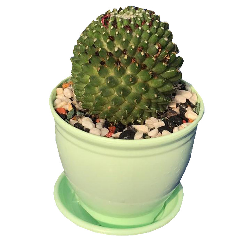 گیاه طبیعی کاکتوس مامیلاریا مدل MN-100