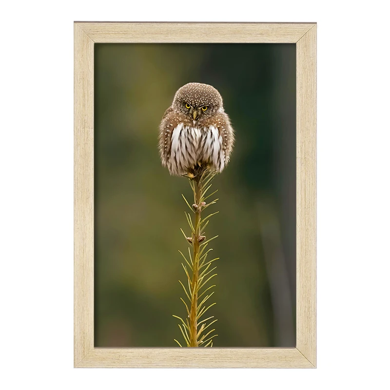 تابلو خندالو مدل جغد کد F8871