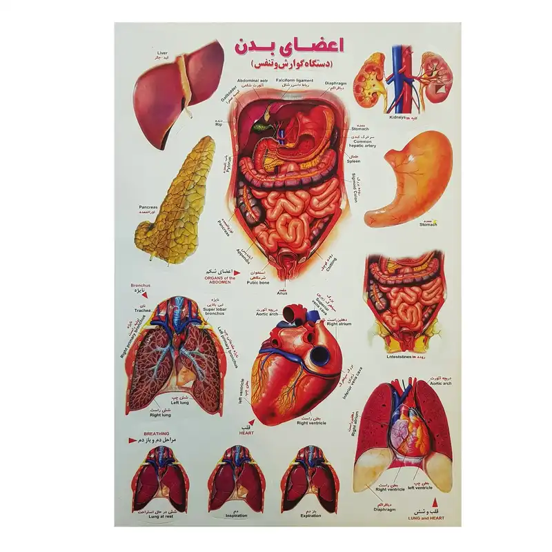 برچسب مدل اعضاء بدن کد BAB1