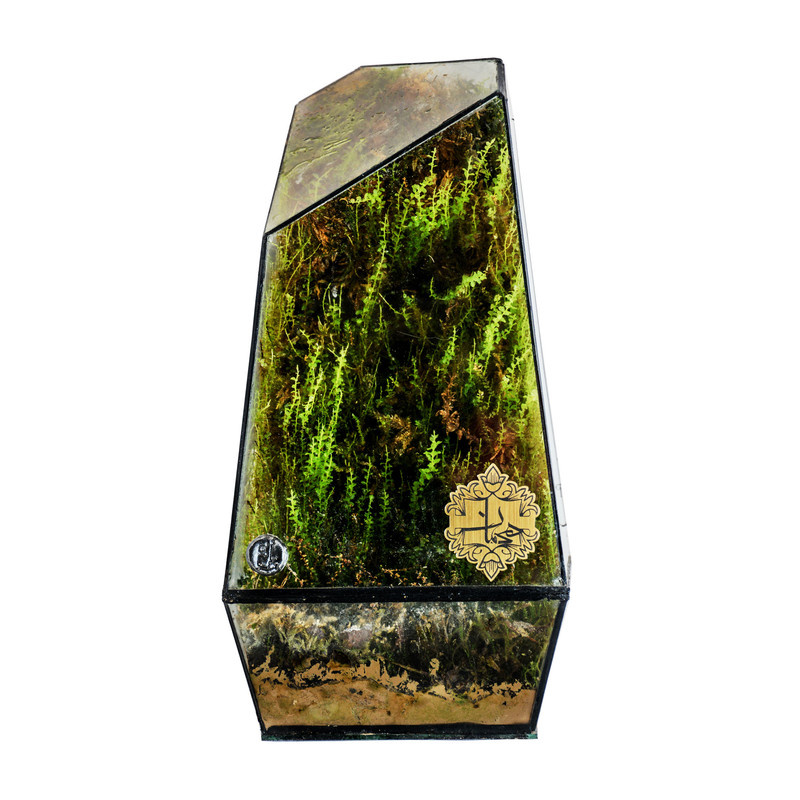 تراریوم هیمان مدل 5 ضلعی کد HV006