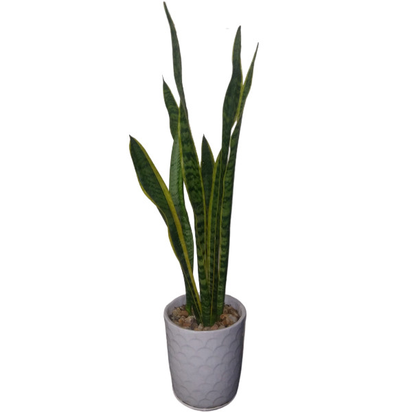 گیاه طبیعی سانسوریا کد S300