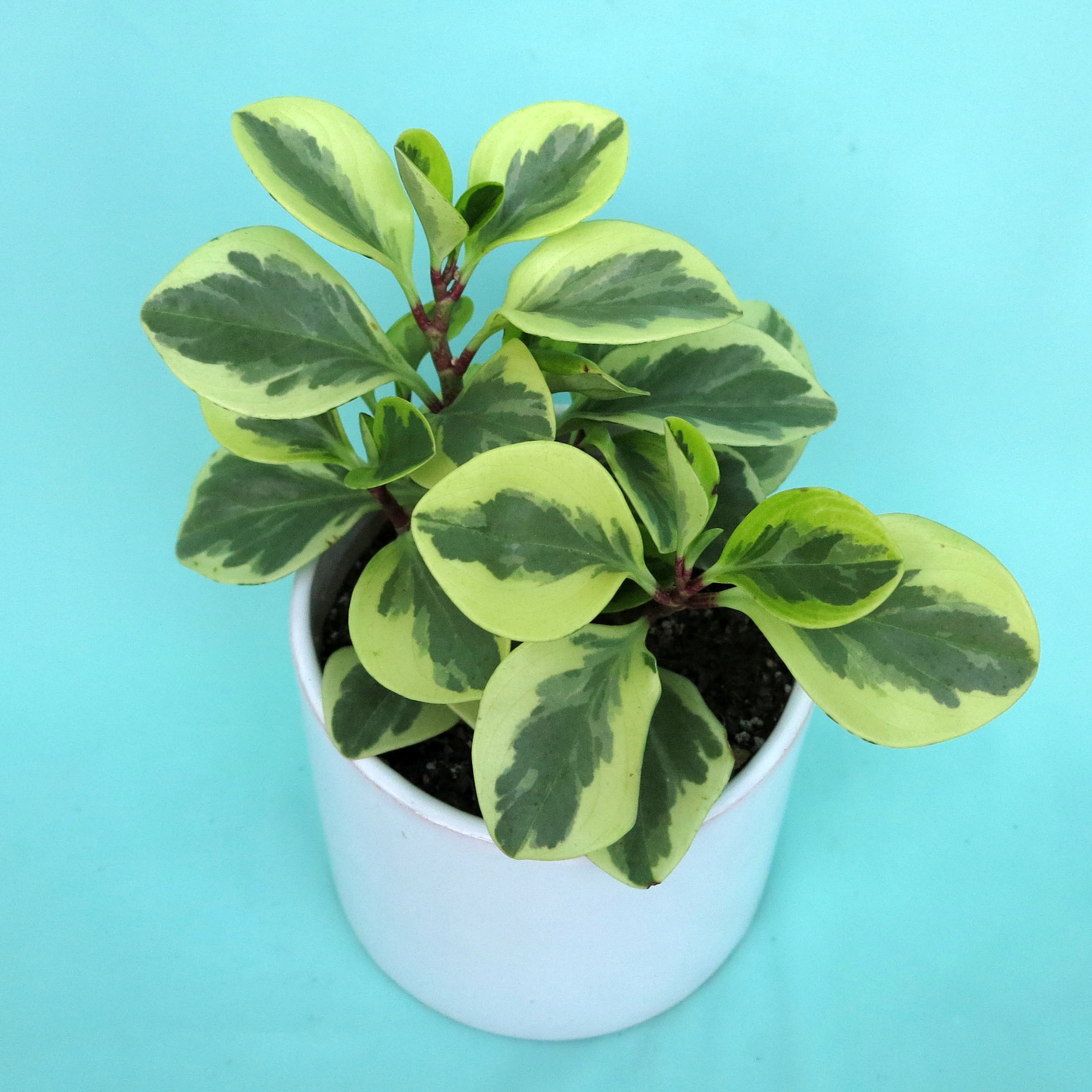 گیاه طبیعی برگ قاشقی کد a01