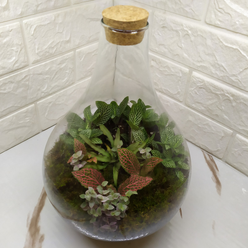 تراریوم گیاه طبیعی مدل طاووس تراریوم گیاه طبیعی مدل طاووس