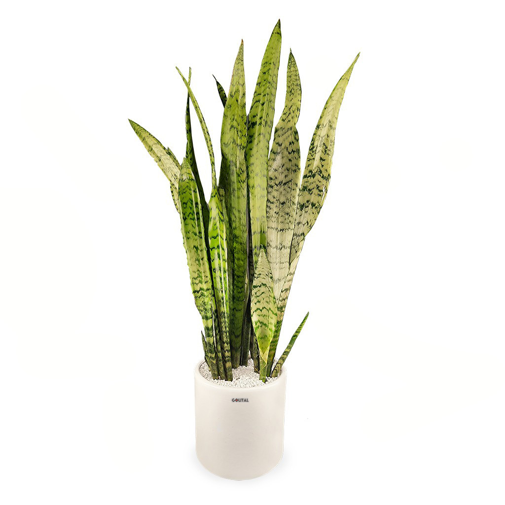 گلدان سانسوریا سبز گلیتال مدل GTL149