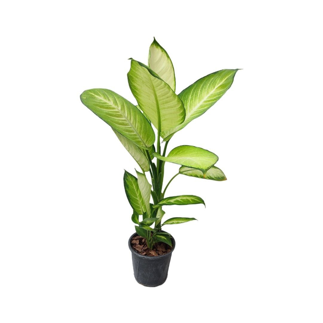 گیاه طبیعی دیفن کاملیا مدل 003