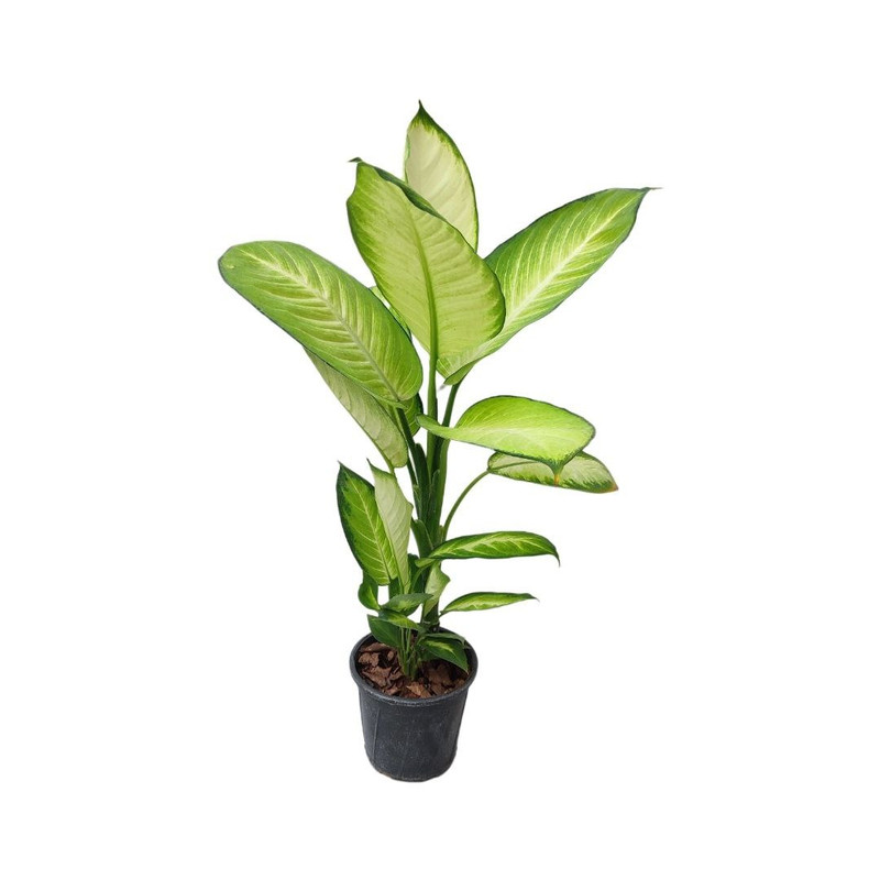 گیاه طبیعی دیفن کاملیا مدل 003