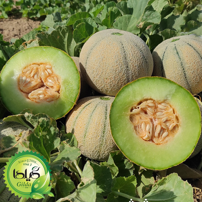 بذر طالبی سمسوری گیلدا کد 750