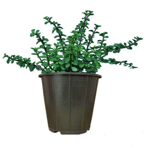 گیاه طبیعی خرفه مدل AMS21 گیاه طبیعی خرفه مدل AMS21